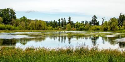 Wetland with water, land, trees, and grass